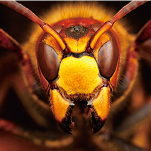 4173015-%e3%83%8f%e3%82%a4%e3%83%87_%e5%88%9d%e5%9b%9e