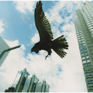 4177029-%e5%9b%b3%e5%8d%97%e3%81%ae%e9%b5%ac%e7%bf%bc